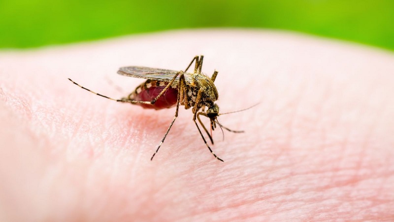 تنتشر في هذه المناطق..   5 ألاف إصابة بـ"اللشمانيا"  سنويا ..أغلبها جلدية